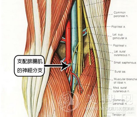 支配腓肠肌的神经示意图