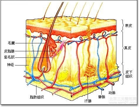 皮肤结构图