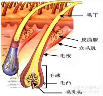 毛发解剖结构