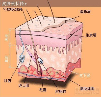 皮肤的解剖结构