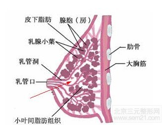 乳房结构示意图