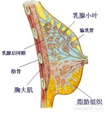 隆胸与哺乳是不是死对头？